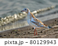 Young black-headed gull (Larus ridibundus). Close-up. 80129943