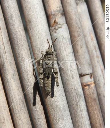 イボバッタの幼虫 80130350