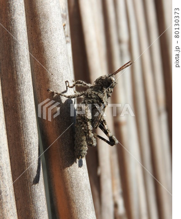 イボバッタの幼虫 80130373