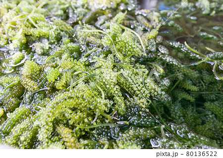 Close up of bryopsida green algae or Caulerpa lentillifera. Close up of bryopsida green algae or Caulerpa lentillifera. 80136522