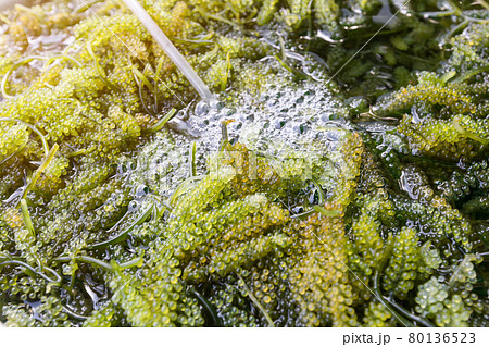 Close up of bryopsida green algae or Caulerpa lentillifera. Close up of bryopsida green algae or Caulerpa lentillifera. 80136523