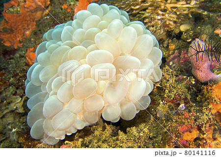 Bubble Coral, Stony Coral, Lembeh, North Sulawesi, Indonesia Bubble Coral, Stony Coral, Lembeh, North Sulawesi, Indonesia 80141116