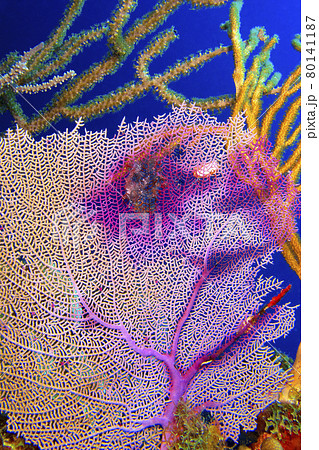 Gorgonian, Caribbean Sea, Playa Giron, Cuba 80141187