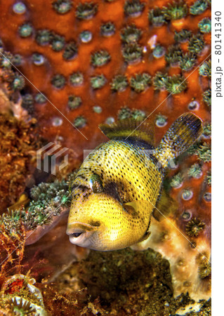 Titan Triggerfish, Lembeh, North Sulawesi, Indonesia 80141340