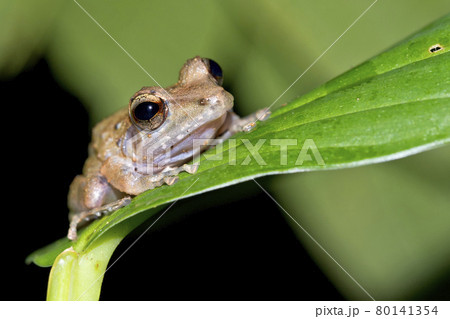 Tropical Frog, Corcovado National Park, Costa Rica Tropical Frog, Corcovado National Park, Costa Rica 80141354