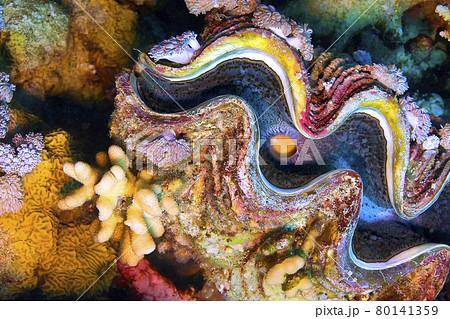 Giat Clamb, Tridacna, Red Sea, Egypt Giat Clamb, Tridacna, Red Sea, Egypt 80141359