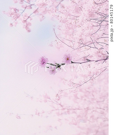 幻想的な満開桜 幻想的な満開桜 80145179