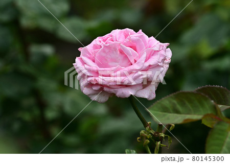 フレデリック・ミストラル 80145300