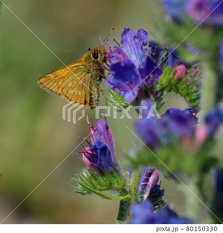 Lulworth skipper, Thymelicus acteon foraging on a flower at a meadow at Munich, Germany Lulworth skipper, Thymelicus acteon foraging on a flower at a meadow at Munich, Germany 80150330