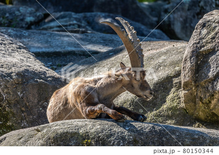 Male mountain ibex or capra ibex sitting on a rock Male mountain ibex or capra ibex sitting on a rock 80150344