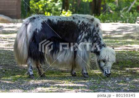 The domestic Yak, Bos mutus grunniens in a park The domestic Yak, Bos mutus grunniens in a park 80150345
