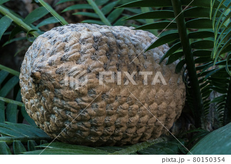 The fruit of Ceratozamia mexicana , a species of plant in the family Zamiaceae 80150354