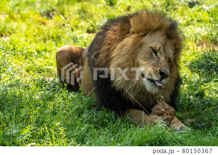 The lion, Panthera leo is one of the four big cats in the genus Panthera The lion, Panthera leo is one of the four big cats in the genus Panthera 80150367