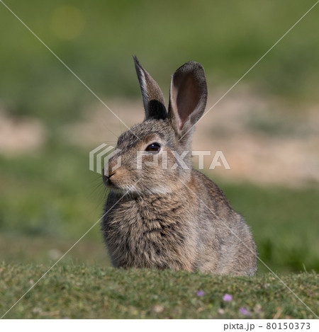 European rabbit, Common rabbit, Oryctolagus cuniculus sitting on a meadow at Munich 80150373