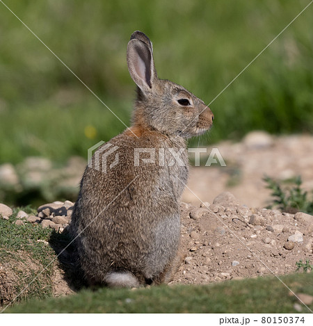 European rabbit, Common rabbit, Oryctolagus cuniculus sitting on a meadow at Munich 80150374