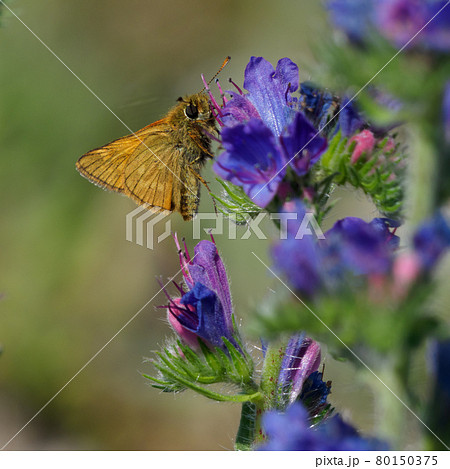 Lulworth skipper, Thymelicus acteon foraging on a flower at a meadow at Munich, Germany 80150375
