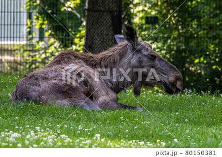 European Moose, Alces alces, also known as the elk European Moose, Alces alces, also known as the elk 80150381