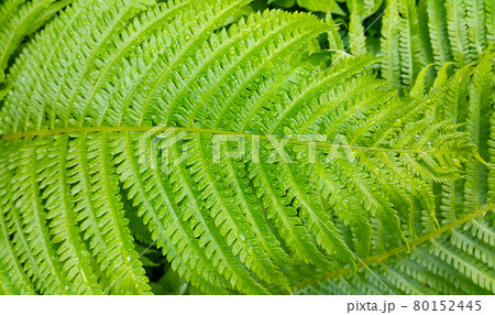 Fresh green foliage of fern bush with water drops 80152445