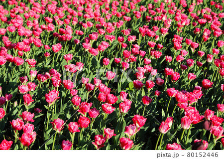 Beautiful crimson tulips lit by the sun in spring park 80152446