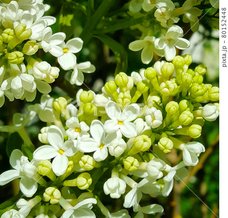 Beautiful white flowers of blossoming lilac bush Beautiful white flowers of blossoming lilac bush 80152448