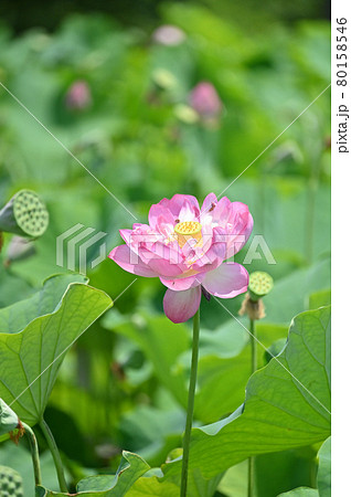 (フラワーツーリズム)蓮の花が咲いた:縦こうず (フラワーツーリズム)蓮の花が咲いた:縦こうず 80158546