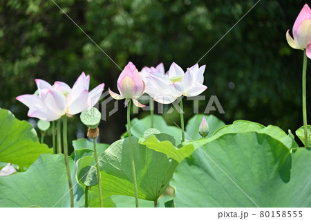 (フラワーツーリズム)蓮の花:寄り添いながら咲くイメージ (フラワーツーリズム)蓮の花:寄り添いながら咲くイメージ 80158555
