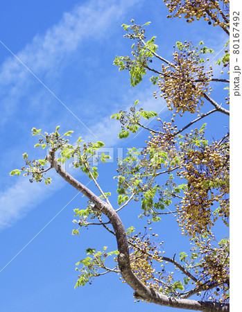 Melia Azedarach Tree Melia Azedarach Tree 80167492