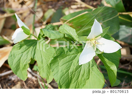 春の北海道の雑木林で咲くオオバナノエンレイソウ 80170615