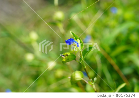 ツユクサ 80175274