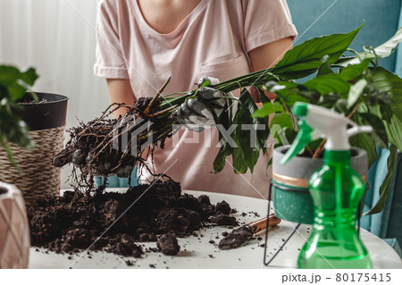 Plant transplant, woman care houseplant and transplanting plant Plant transplant, woman care houseplant and transplanting plant 80175415