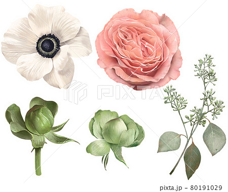 レトロでアンティークなアネモネや薔薇の花とつぼみと植物の白バックイラスト素材のイラスト素材