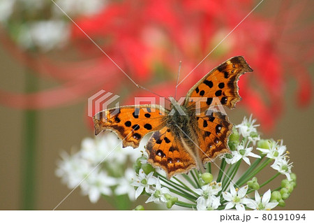 にらの花と蝶 にらの花と蝶 80191094