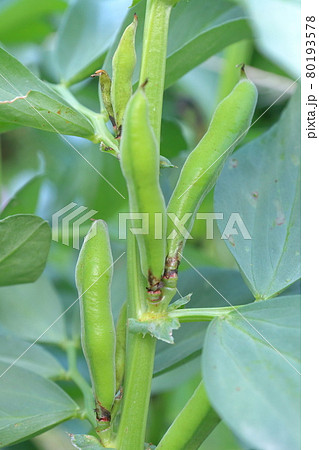 上を向いて育つソラマメ 80193578