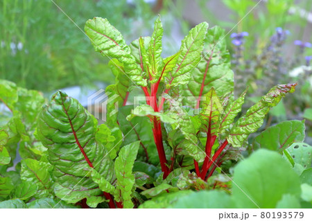 カラフルな野菜(スイスチャード、不断草) カラフルな野菜(スイスチャード、不断草) 80193579