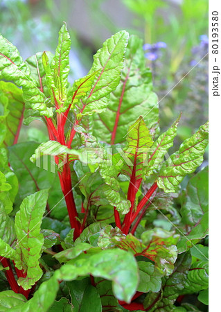 カラフルな野菜(スイスチャード、フダンソウ) カラフルな野菜(スイスチャード、フダンソウ) 80193580