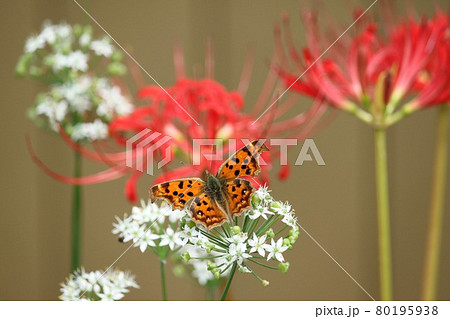 にらの花と蝶 にらの花と蝶 80195938