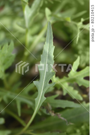 Salad rocket Salad rocket 80210415