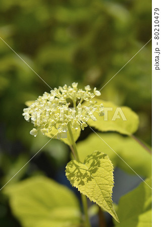 Smooth hydrangea Annabelle Smooth hydrangea Annabelle 80210479