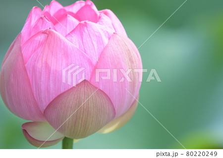 少し開いた蓮の花 80220249