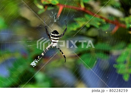 網の中心で獲物を待つコガネグモ 80228259
