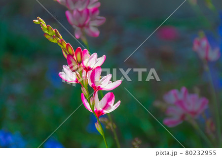 イキシアの花の写真素材