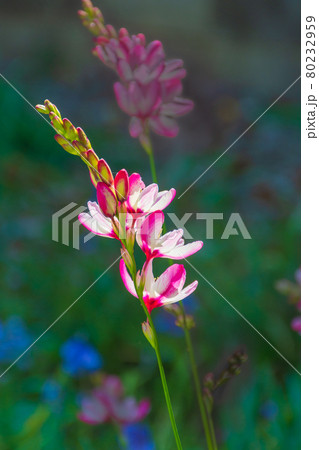 イキシアの花 イキシアの花 80232959