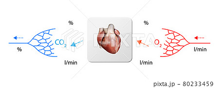 Human bloodstream -heart, didactic board of anatomy of blood system of human circulation, cardiovascular system, 3d render 80233459