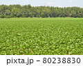 北海道の夏のじゃがいも畑 80238830