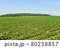 北海道の夏のじゃがいも畑 80238857