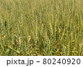 北海道の夏の小麦畑 80240920