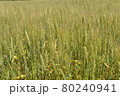 北海道の夏の小麦畑 80240941