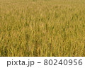 北海道の夏の小麦畑 80240956