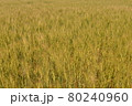 北海道の夏の小麦畑 80240960