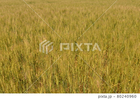 北海道の夏の小麦畑 80240960